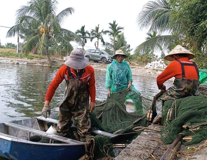 ڈریگن آئی کا علاقہ جس میں 100 سے زیادہ مچھلی کاشت کرنے والے گھران ہیں، شمال کا بلیک کارپ فارمنگ کا دارالحکومت سمجھا جاتا ہے۔ تصویر: Dinh Muoi. Khu vực Mắt Rồng với hơn 100 hộ nuôi cá, được xem là thủ phủ nuôi cá trắm đen của miền Bắc. Ảnh: Đinh Mười.