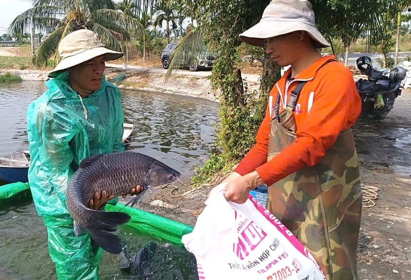 بلیک کارپ فارمنگ نے نام ٹریو وارڈ کے لوگوں کو غربت سے بچنے میں نہ صرف مدد کی ہے بلکہ بہت سے گھرانوں کو امیر بننے میں بھی مدد کی ہے۔ تصویر: Dinh Muoi. Nghề nuôi cá trắm đen giúp người dân phường Nam Triệu không chỉ thoát nghèo mà nhiều hộ còn vươn lên làm giàu. Ảnh: Đinh Mười.