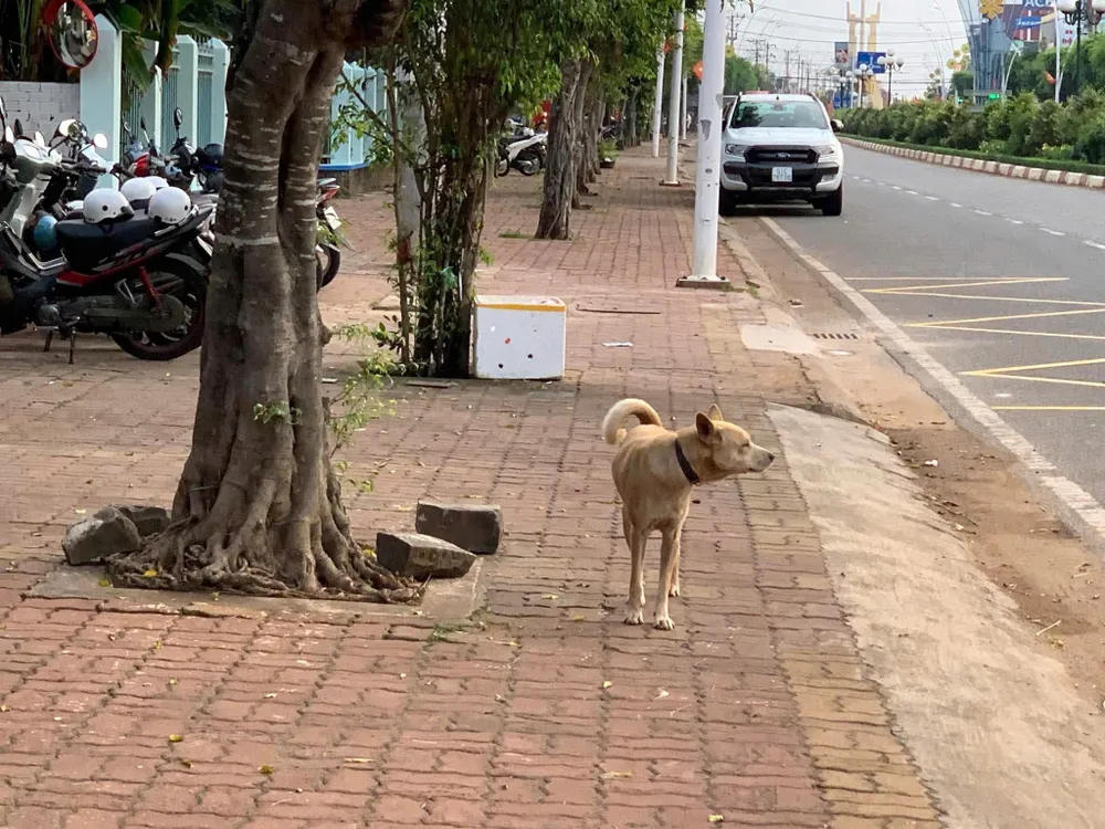 Госпітальна лікарня: Пропозиція щодо фінансування вакцинації худоби та птиці