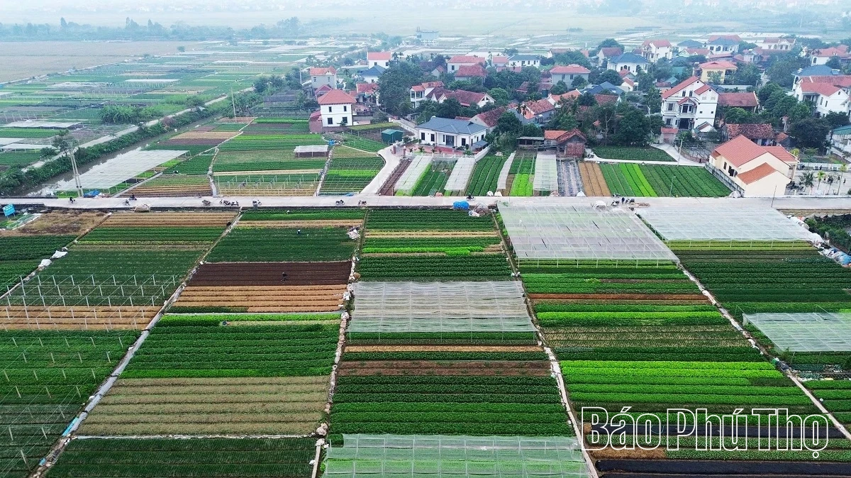 Livligt på Tu Xa-fältet