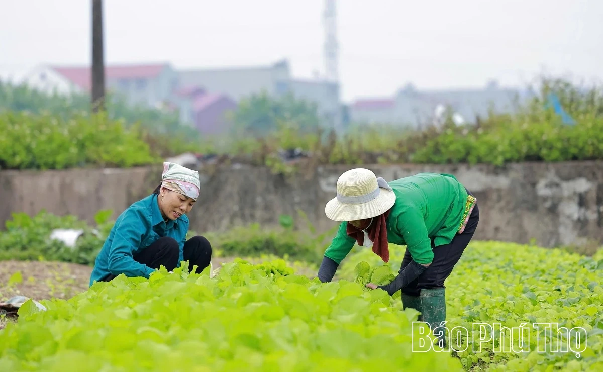 Livligt på Tu Xa-fältet