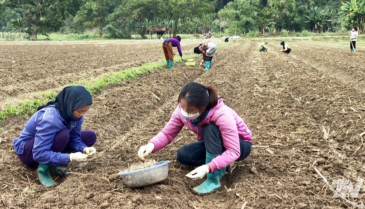 Menghubungkan dalam model penanaman bawang di bawah program sasaran Kebangsaan untuk pengurangan kemiskinan di komune Ba Be