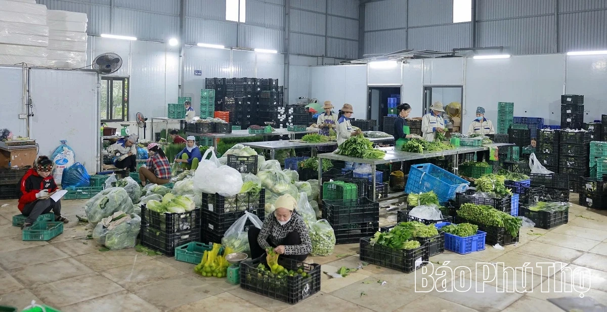 Livligt på Tu Xa-fältet