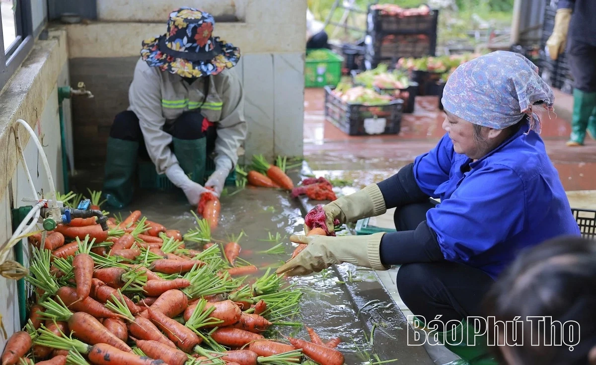 Livligt på Tu Xa-fältet