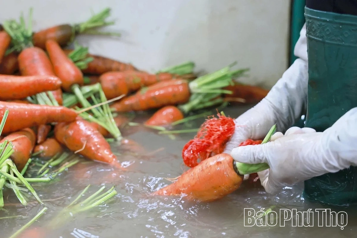 Livligt på Tu Xa-fältet