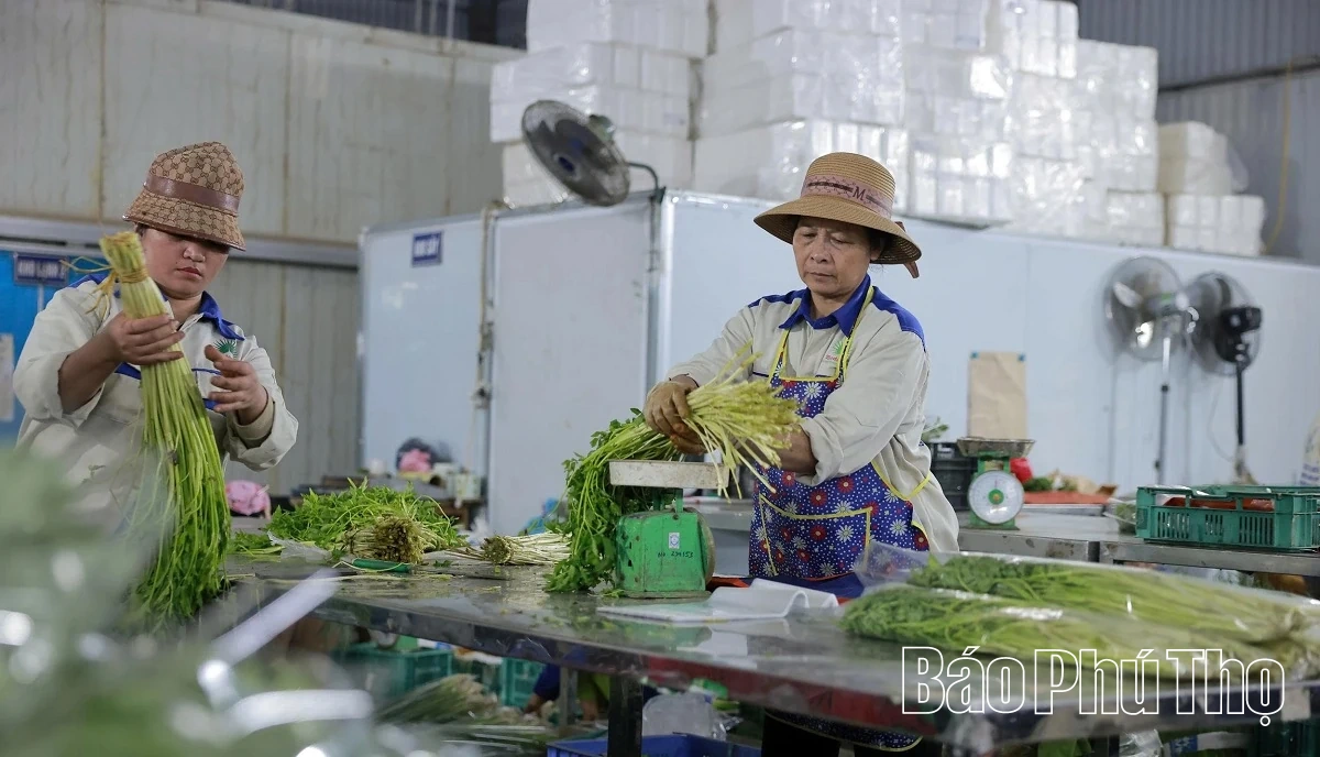 Livligt på Tu Xa-fältet