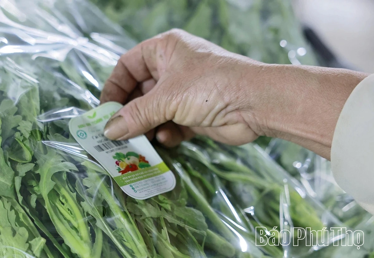 Livligt på Tu Xa-fältet