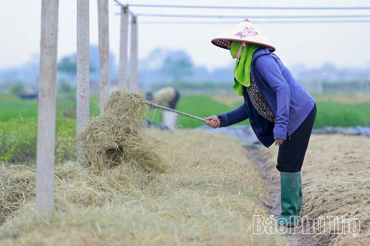 Livligt på Tu Xa-fältet