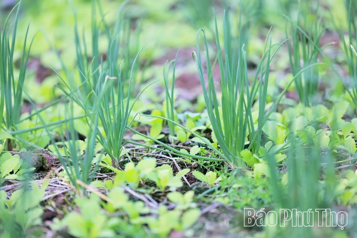 Livligt på Tu Xa-fältet