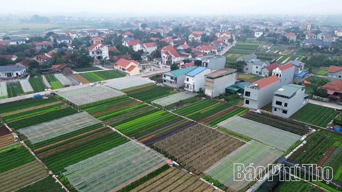 Livligt på Tu Xa-fältet