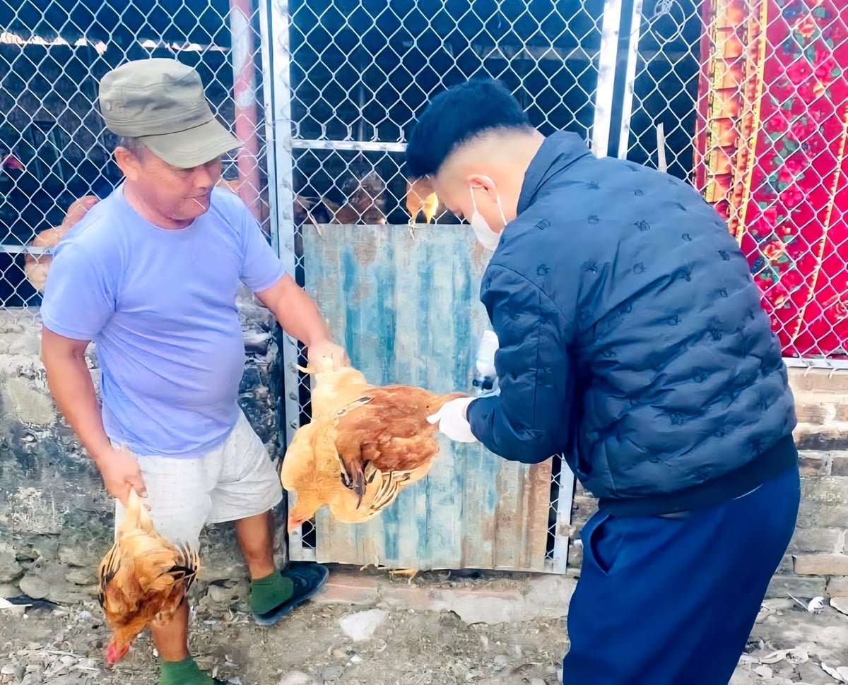 Funcionários do Centro de Abastecimento de Serviços Comunitários organizam a vacinação de aves domésticas na região. Foto: Cuong Vu. Cán bộ Trung tâm Cung ứng dịch vụ xã tổ chức tiêm phòng cho đàn gia cầm trên địa bàn. Ảnh: Cường Vũ.