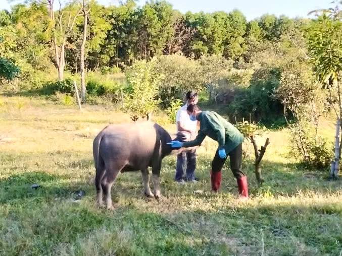 A equipe veterinária organiza a vacinação contra a dermatite nodular contagiosa em rebanhos de búfalos. Foto: Cuong Vu. Cán bộ thú y tổ chức tiêm phòng chống dịch bệnh viêm da nổi cục tiêm đàn trâu cho đàn Trâu. Ảnh: Cường Vũ.