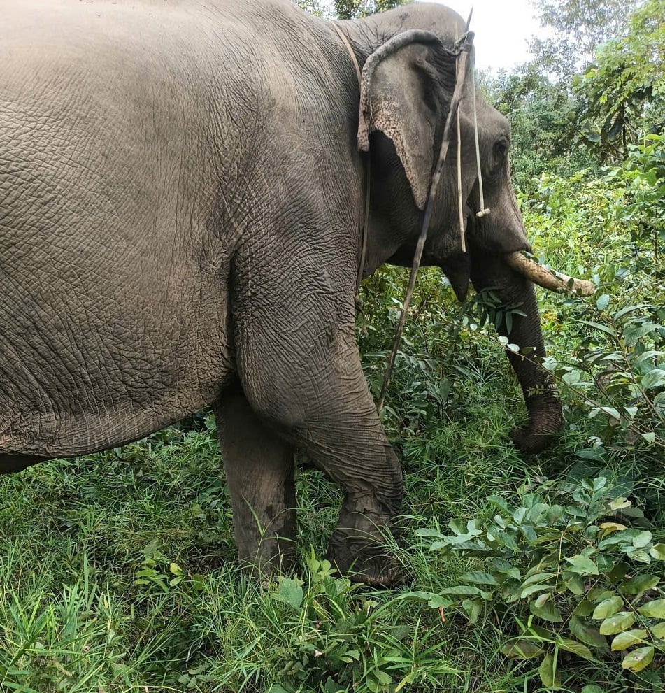 L'elefante addomesticato di Kham Sinh nel villaggio di Ea Mar (comune di Buon Don) è stato attaccato da un elefante selvatico e ha riportato ferite alla coda.