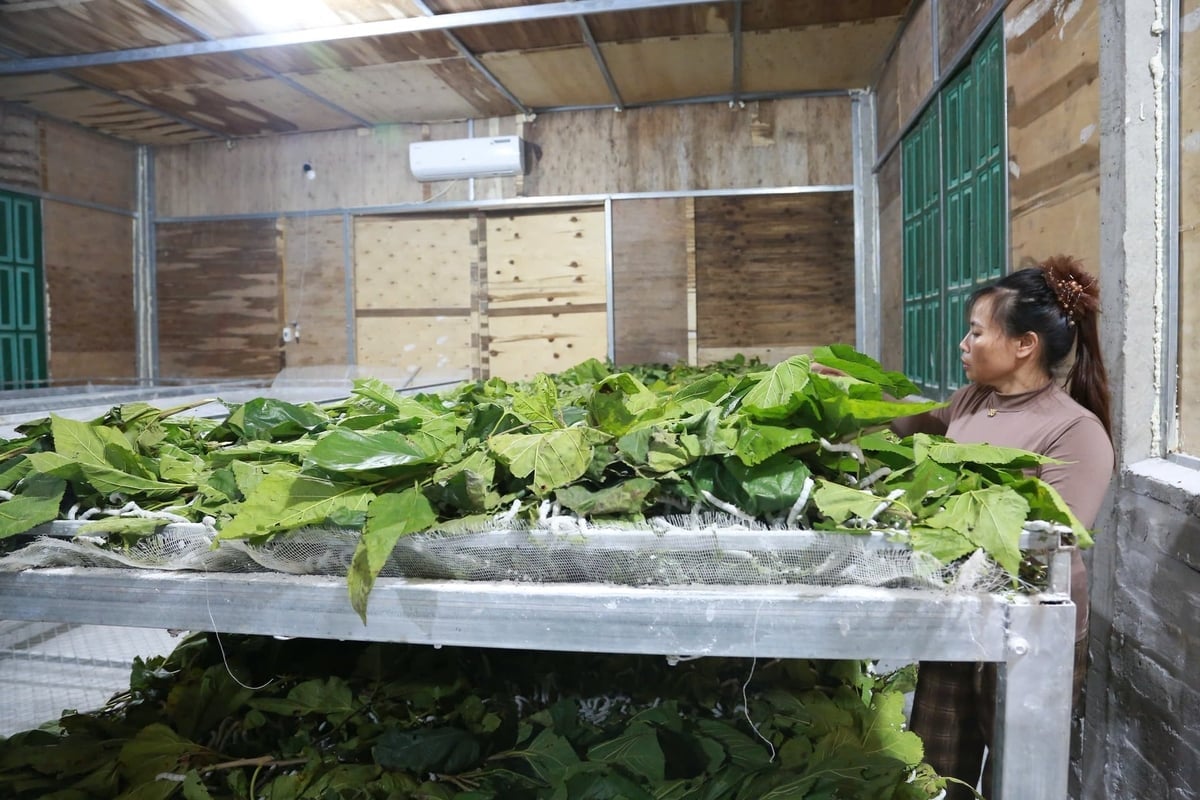 Ogni vassoio per bachi da seta ha prodotto dai 10 ai 12 kg di bachi in più rispetto a prima, raddoppiando la produzione precedente. Foto: Thanh Nga.