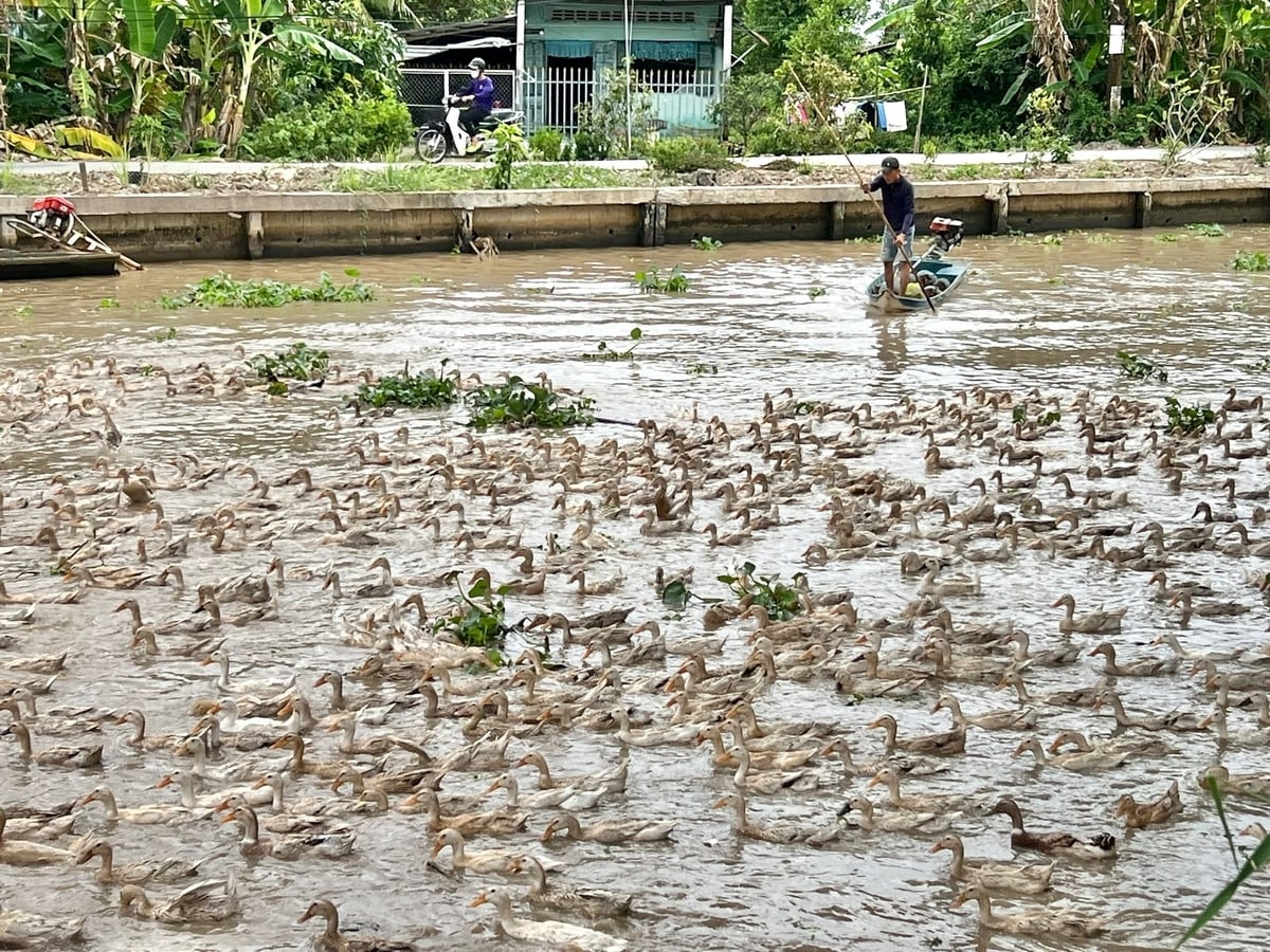 Landbruks- og miljødepartementet i Ca Mau påla relevante enheter å raskt og synkront iverksette tiltak for å forebygge og kontrollere fugleinfluensa. Foto: Trong Linh. Sở Nông nghiệp và Môi trường Cà Mau chỉ đạo các đơn vị liên quan khẩn trương triển khai đồng bộ các biện pháp phòng, chống dịch cúm gia cầm. Ảnh: Trọng Linh.