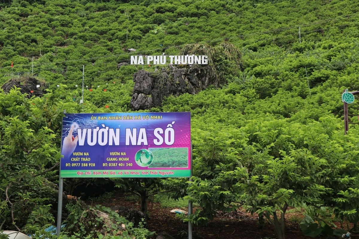 Gebied waar biologische custardappels worden geteeld, custardappeltuin in de gemeente Vo Nhai, provincie Thai Nguyen. Foto: Ngoc Tu. Vùng trồng na hữu cơ, vườn na số ở xã Võ Nhai, tỉnh Thái Nguyên. Ảnh: Ngọc Tú.