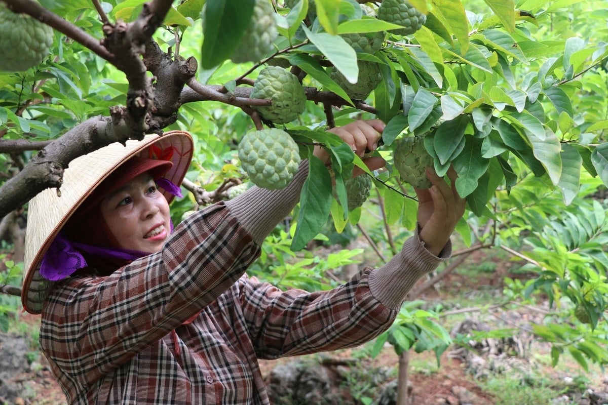 Mevrouw Hoan verzorgt de biologische custardappeltuin van haar familie. Foto: Ngoc Tu. Chị Hoan chăm sóc vườn na hữu cơ của gia đình. Ảnh: Ngọc Tú.