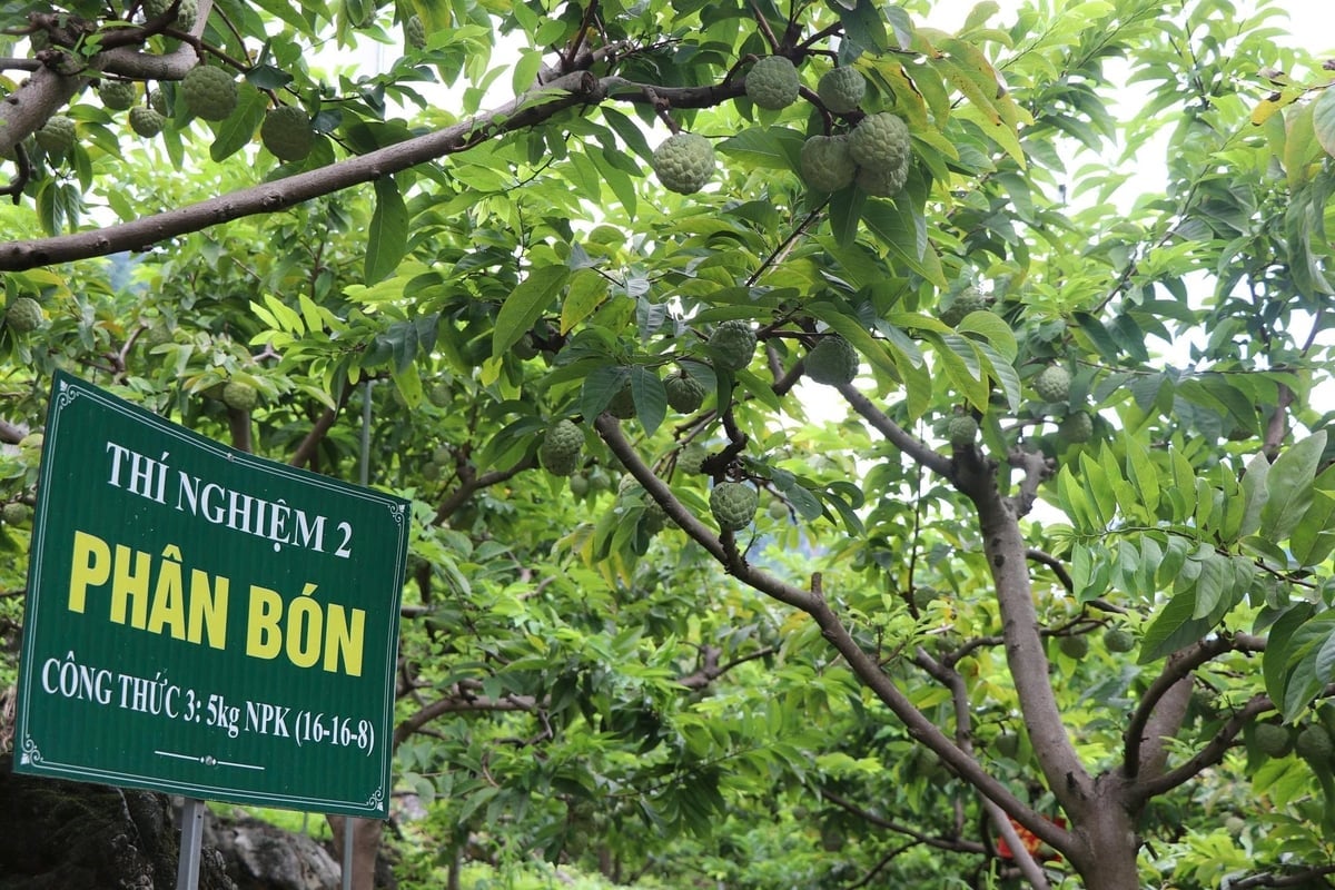 Custardappeltelers in Thai Nguyen hebben betere toegang tot marktinformatie en kapitaal om de biologische custardappelteelt te ondersteunen. Foto: Ngoc Tu. Người trồng na ở Thái Nguyên được tiếp cận tốt hơn với thông tin thị trường, nguồn vốn hỗ trợ trồng na hữu cơ. Ảnh: Ngọc Tú.
