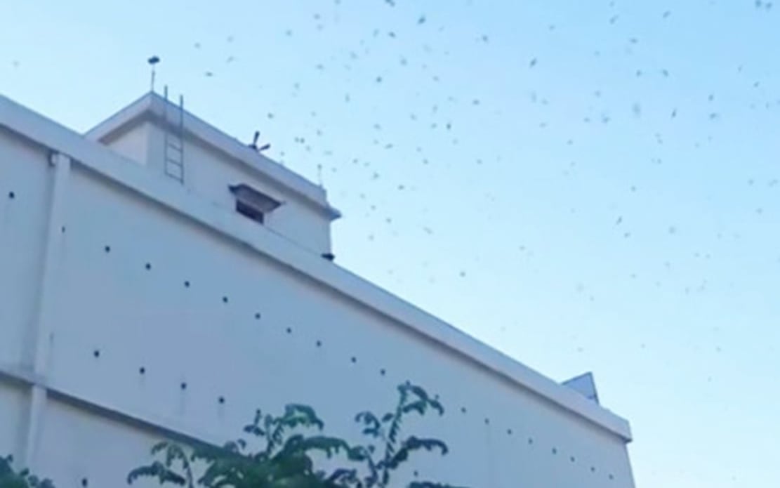 TP Huế cấm nuôi chim yến tại nhiều phường, xã, khu dân cư và các tuyến hành lang bảo vệ. Ảnh: Văn Dinh.