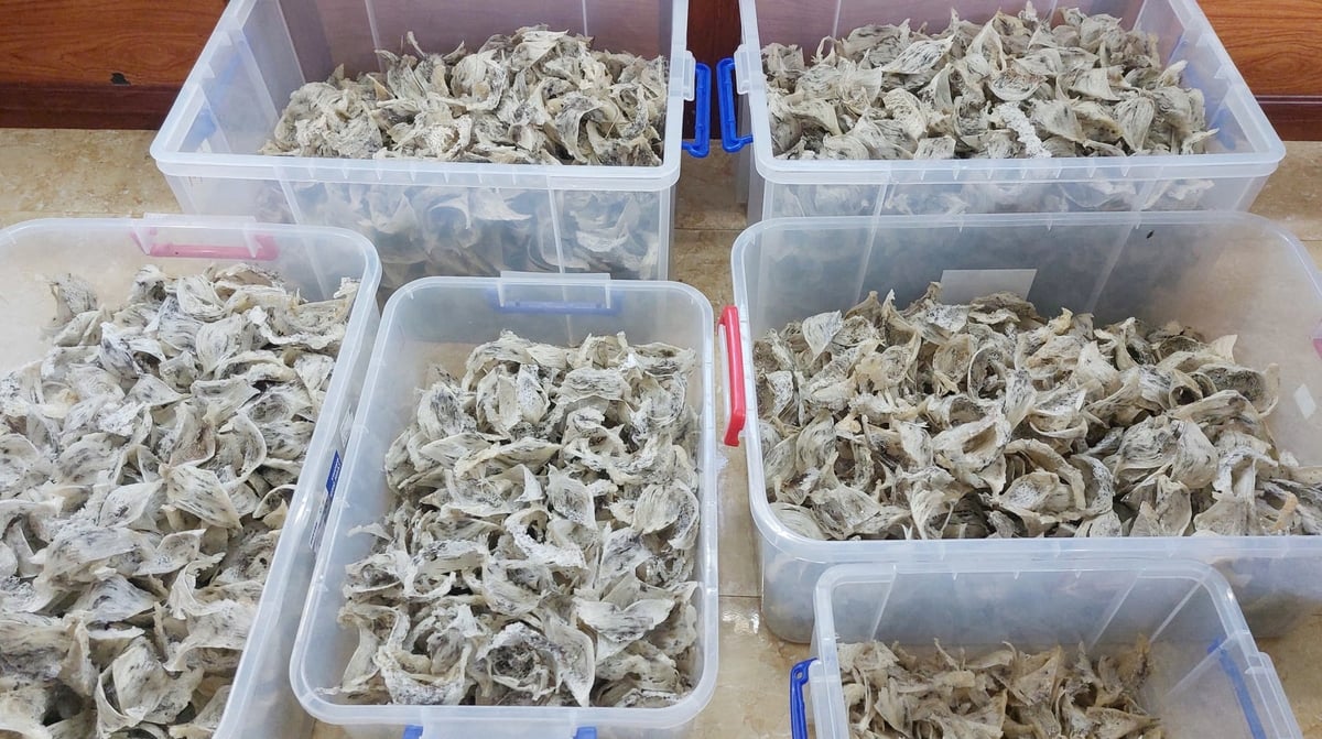 Quy định khu vực không được phép chăn nuôi, vùng nuôi chim yến trên địa bàn thành phố bảo đảm phù hợp với thực tiễn tổ chức chính quyền hai cấp, đồng thời vẫn giữ mục tiêu bảo vệ môi trường, sức khỏe cộng đồng và trật tự đô thị. Ảnh: Văn Dinh.