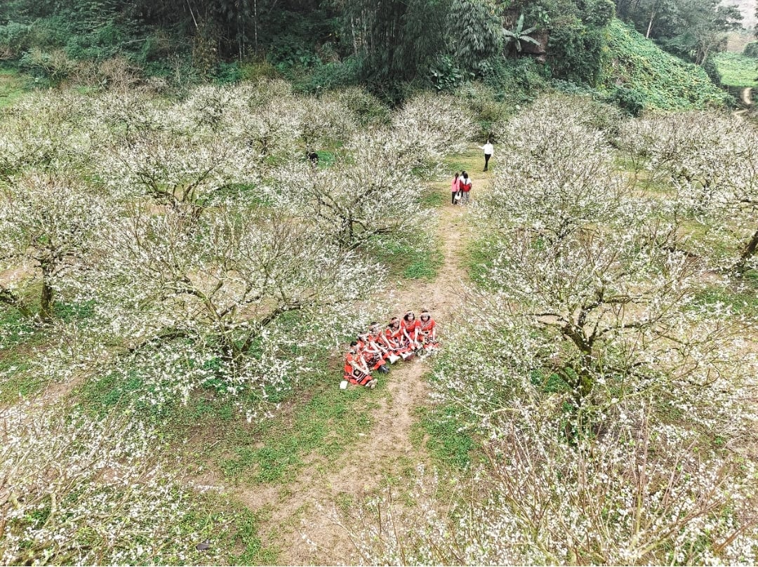 Сливові квіти рано розквітають на плато Мок Чау -0