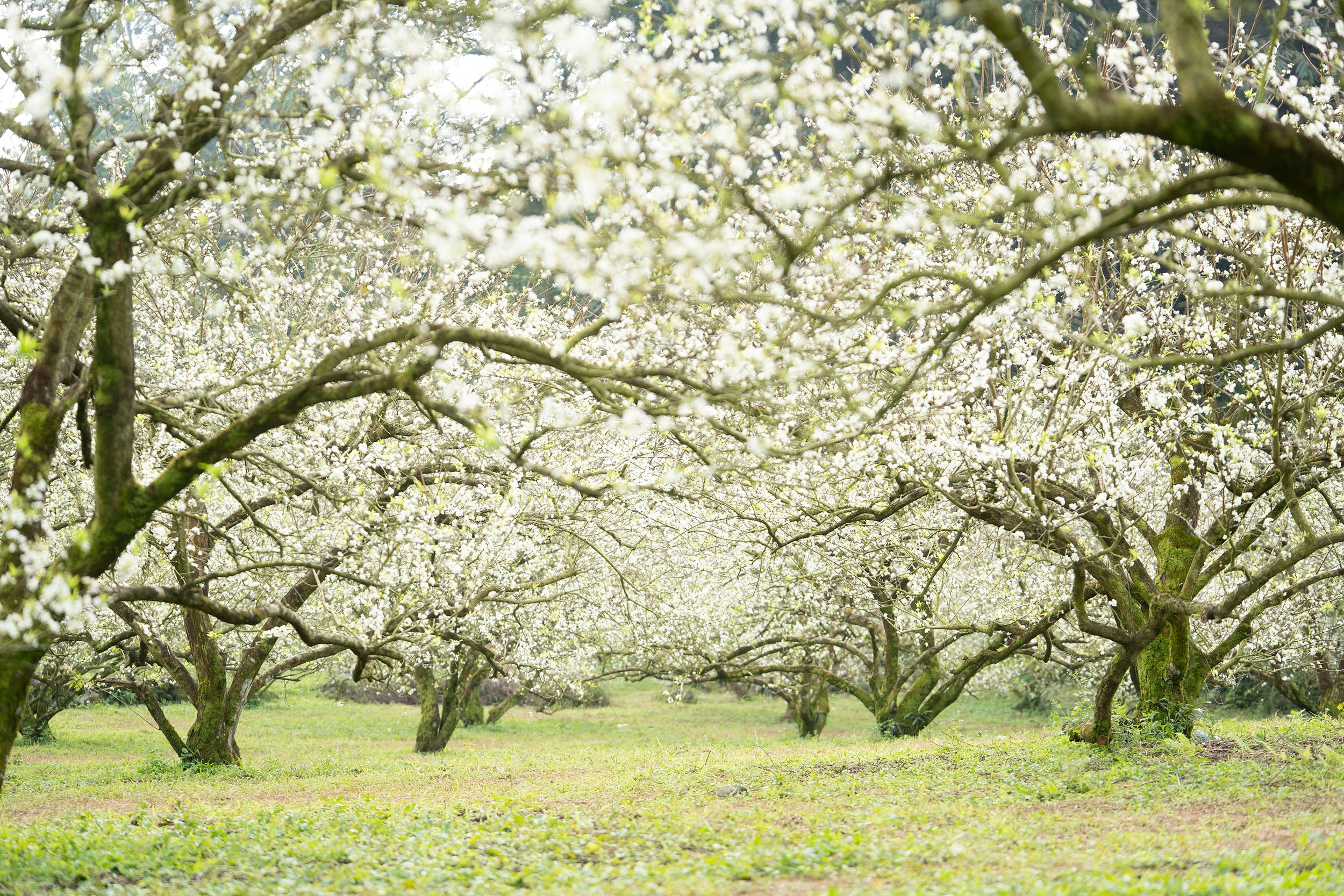 Сливові квіти рано розквітають на плато Мок Чау -1