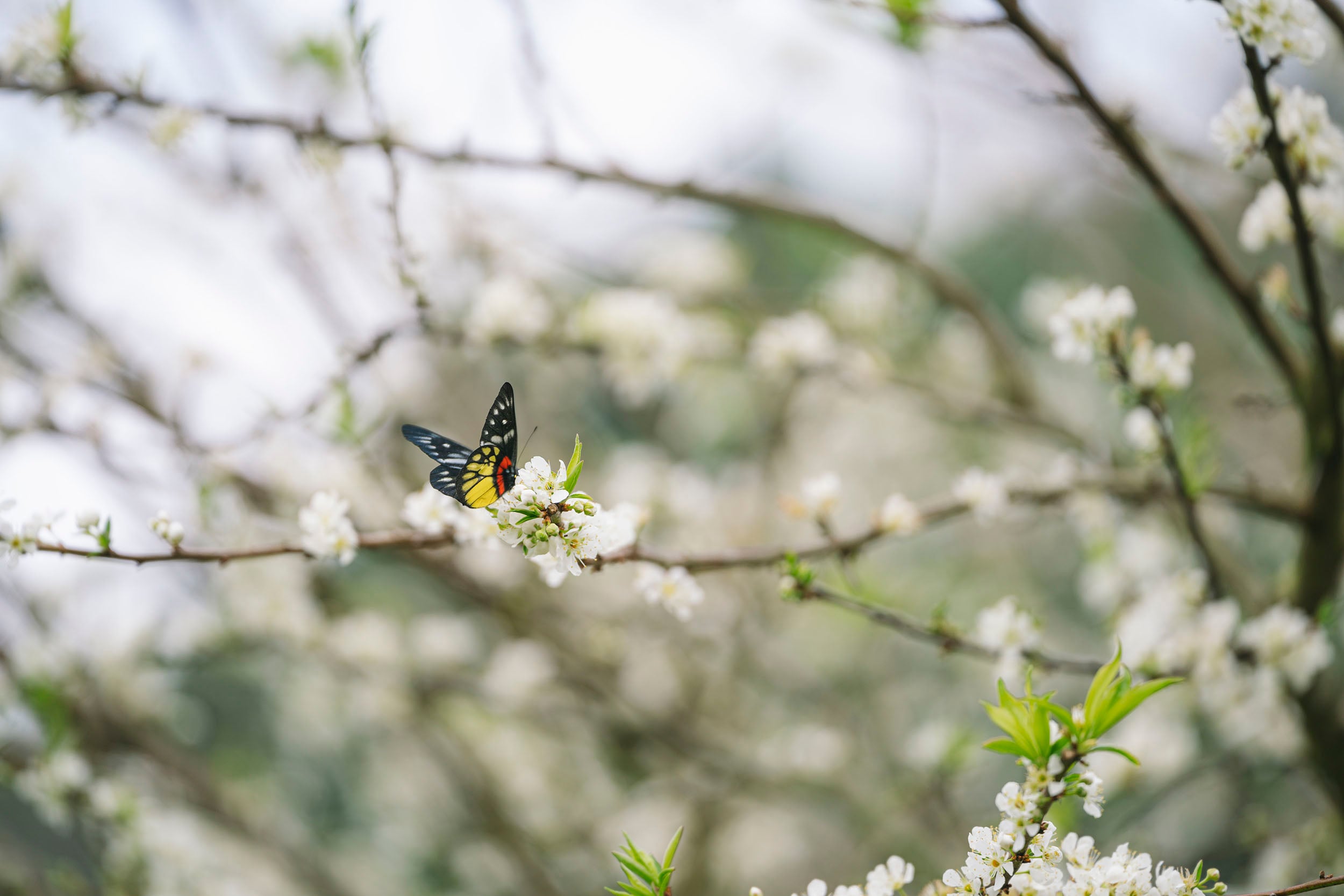 Сливові квіти рано розквітають на плато Мок Чау -2