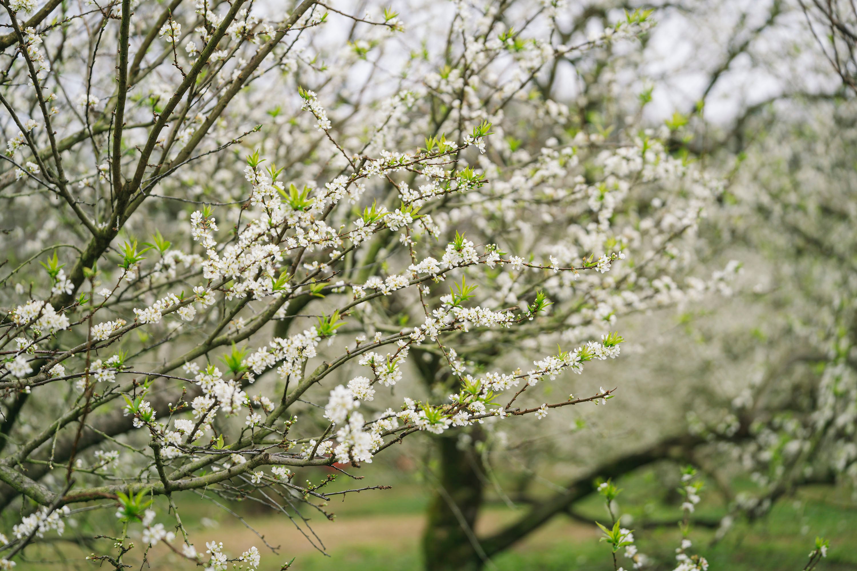 Сливові квіти рано розквітають на плато Мок Чау -3