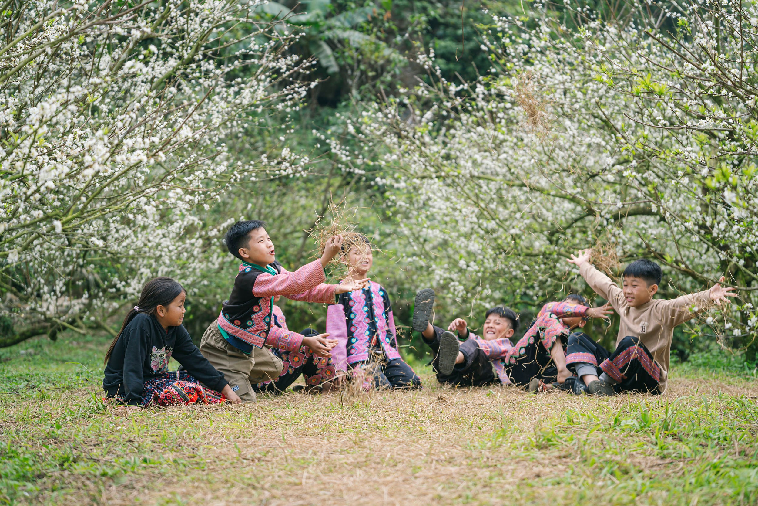 Сливові квіти рано розквітають на плато Мок Чау -4