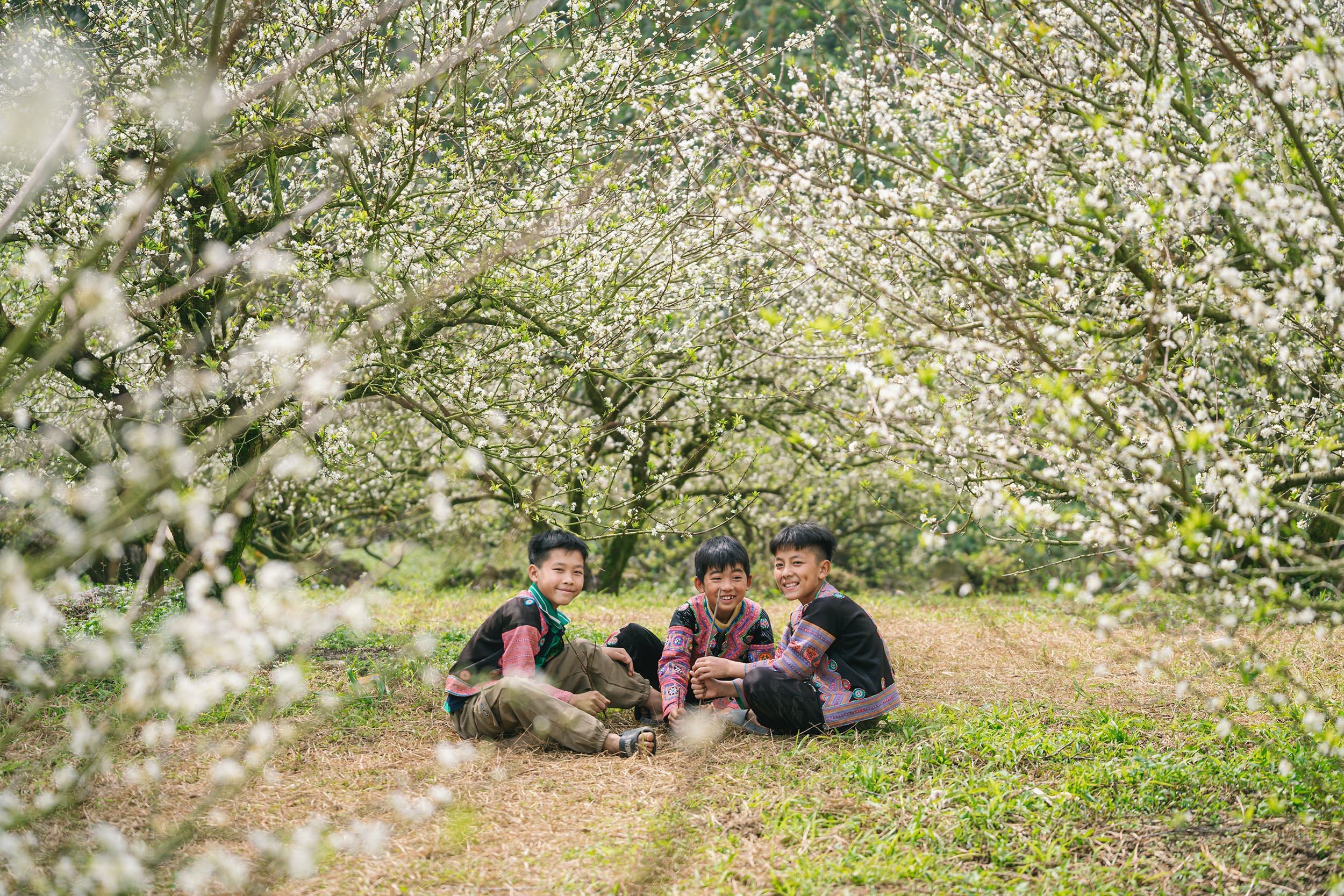 ດອກຈຳປາເບີກບານຕົ້ນໆຢູ່ພູພຽງມົກເຈົາ -6