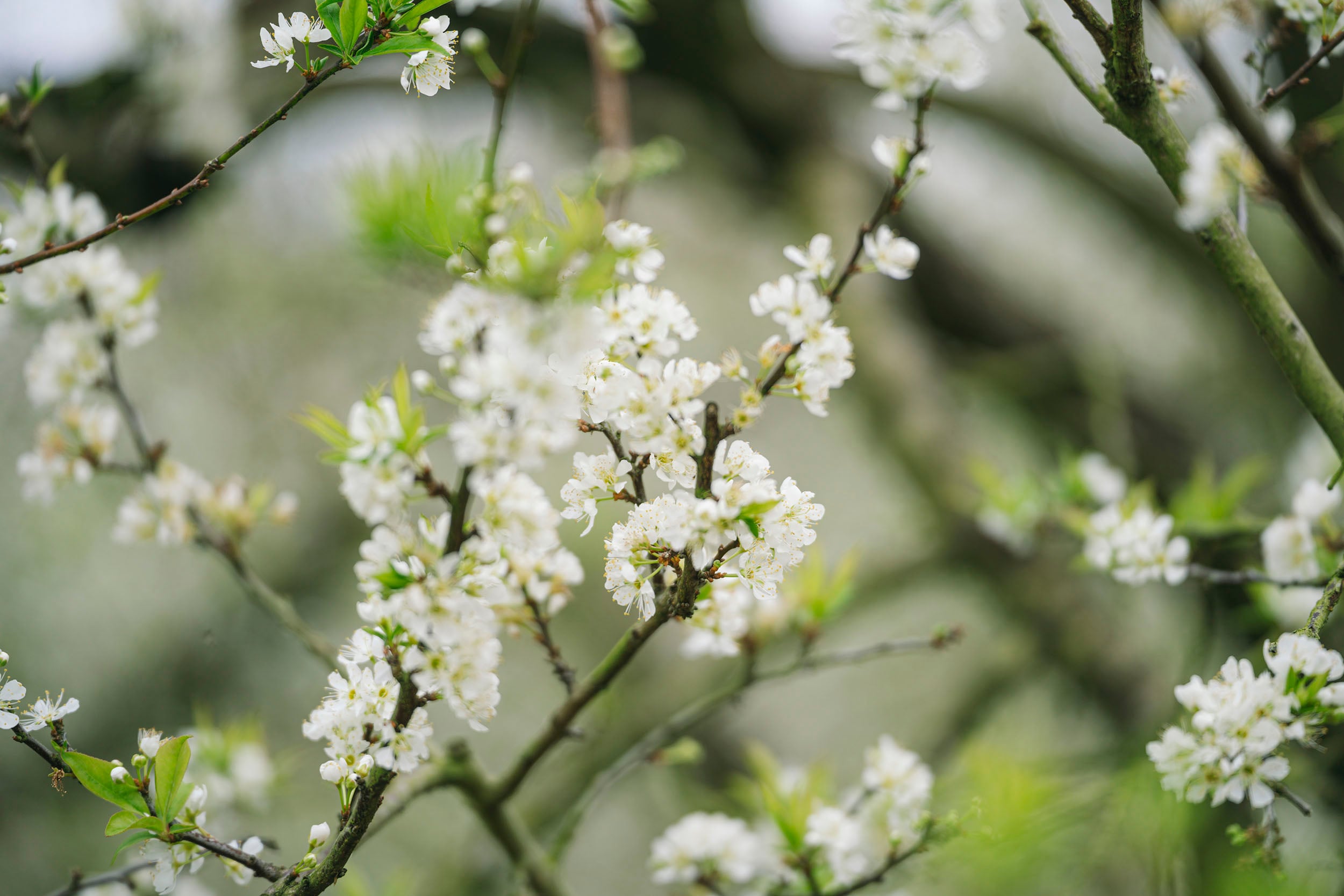 Сливові квіти рано розквітають на плато Мок Чау -8