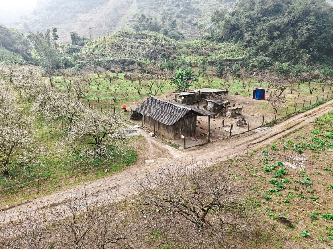 Сливові квіти рано розквітають на плато Мок Чау -9