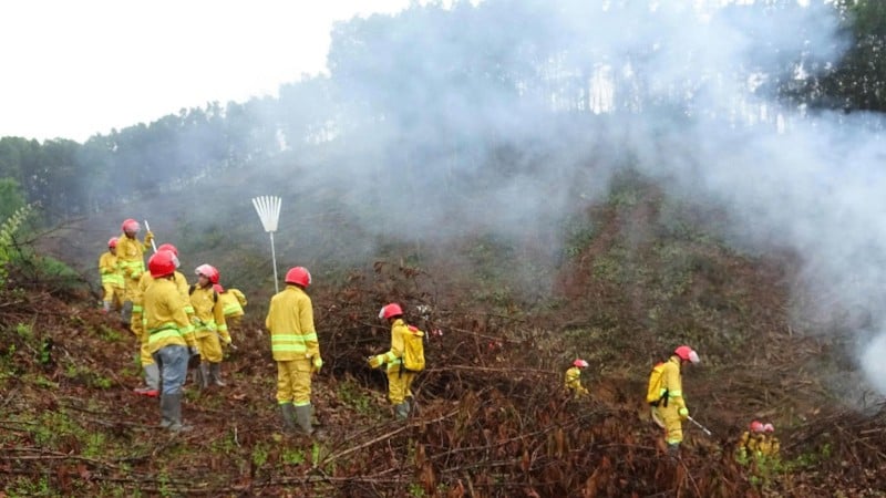Övning och utbildning i skogsbrandsbekämpning i Bang Van kommun. (Foto: TUAN SON).