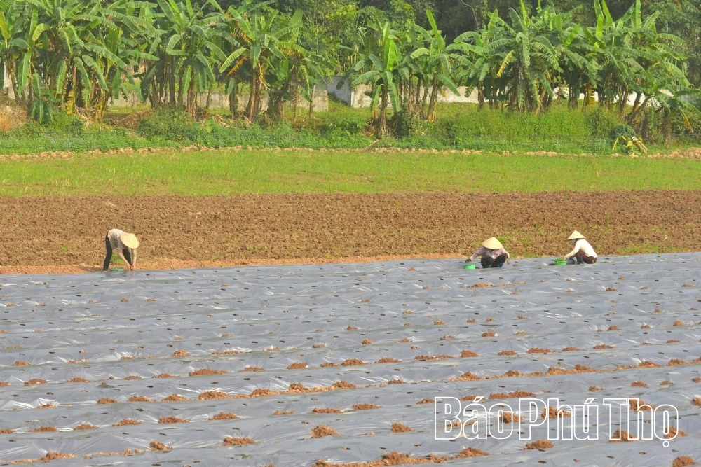 Genombrottsmöjlighet för förortskommunen Thin Minh