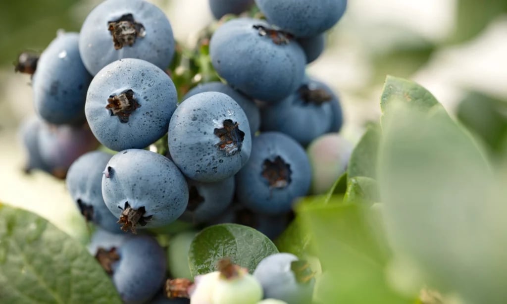 Các nông trại Australia đã áp dụng công nghệ hiện đại để đảm bảo từng trái việt quất đều đạt các tiêu chí quan trọng: kích thước đồng đều, vị ngọt chua hài hòa, độ giòn cao và màu sắc đẹp mắt. Ảnh: Berries Australia. 