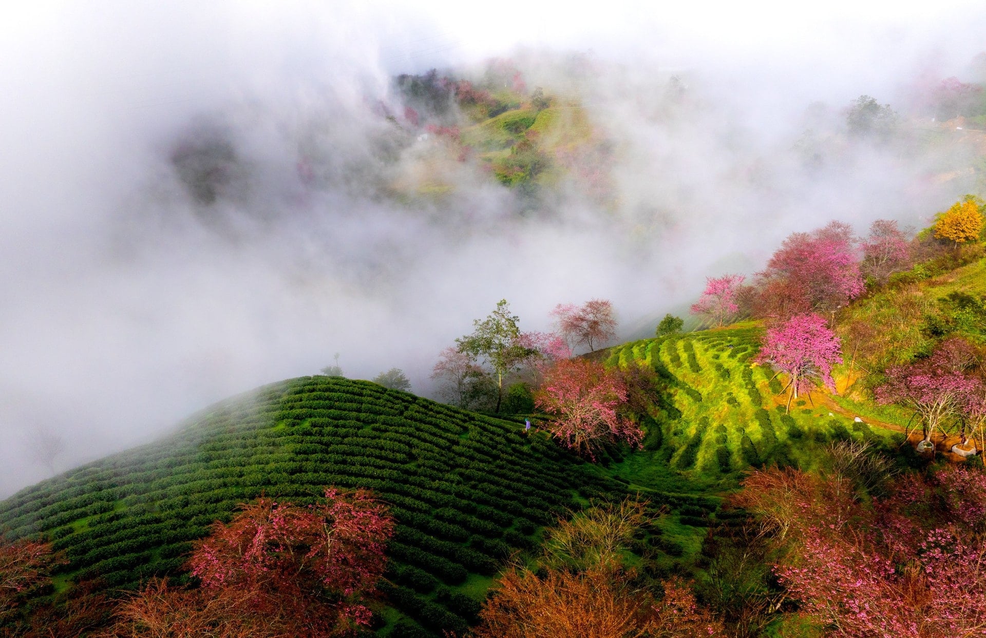 Het laatste kersenbloesemseizoen bloeit op de O Long-theeheuvel in Sa Pa - 8