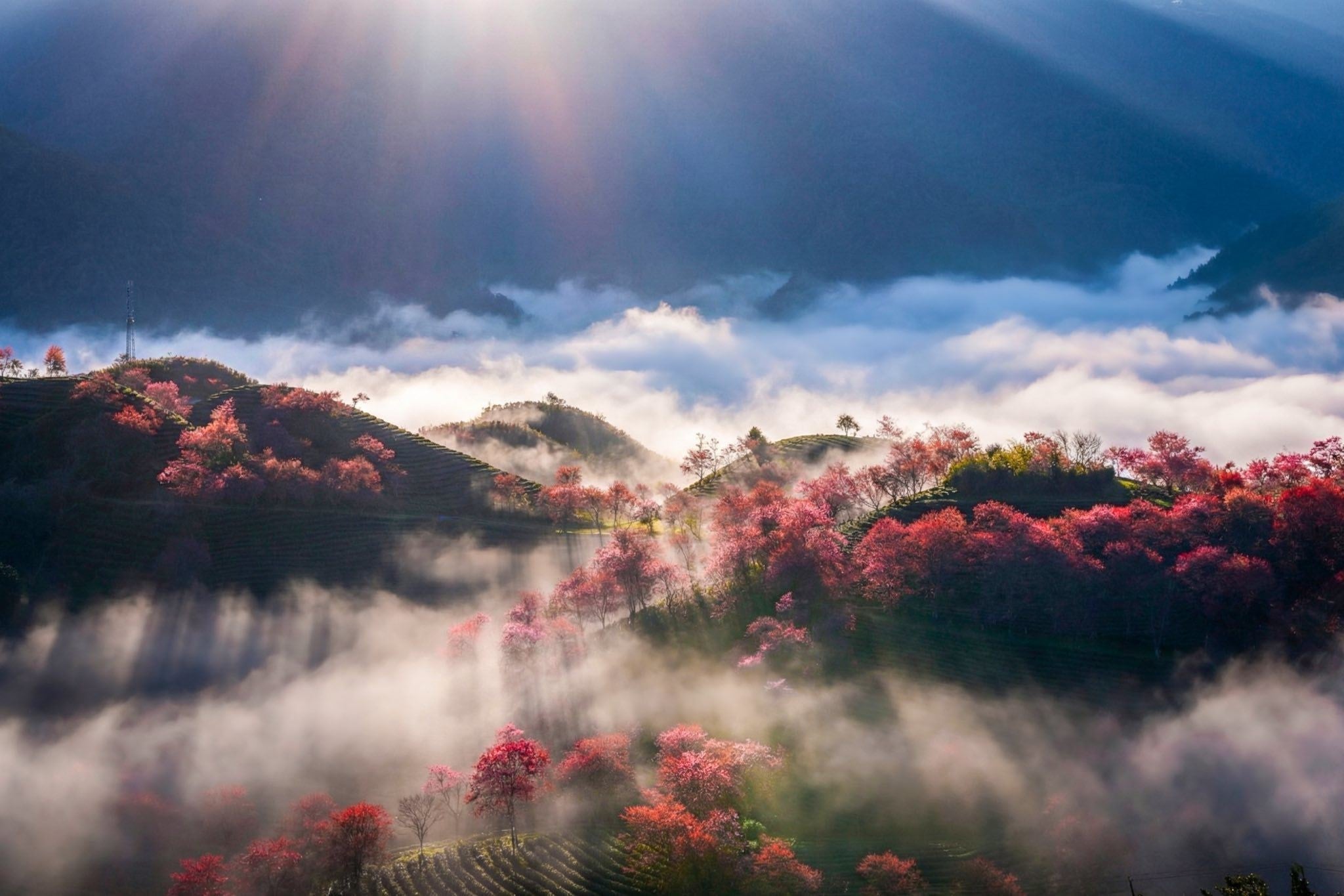 موسم أزهار الكرز الأخير يزدهر على تلة الشاي أو لونغ في سابا - 10