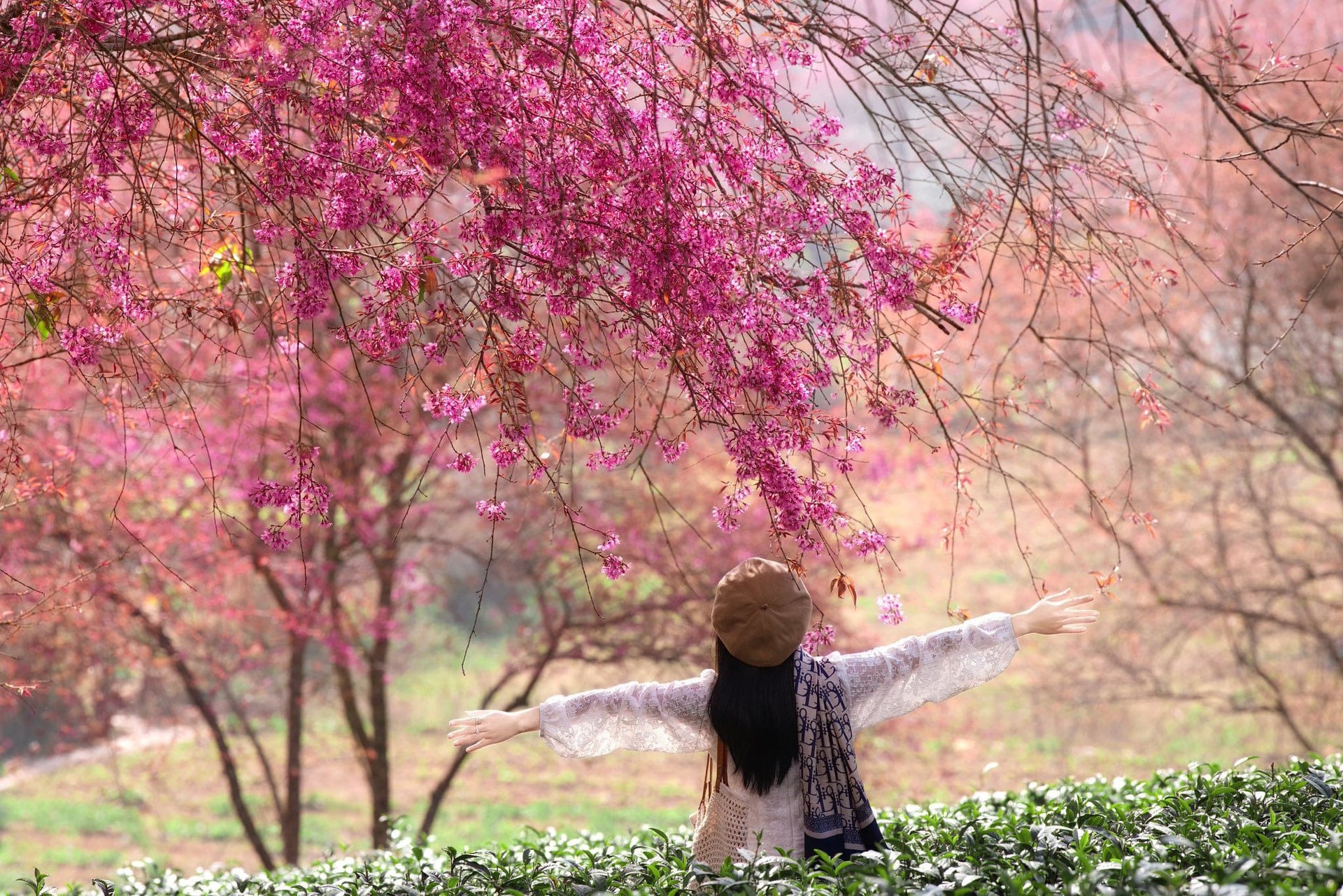Den siste kirsebærblomstringssesongen blomstrer på O Long-tehøyden i Sa Pa - 1