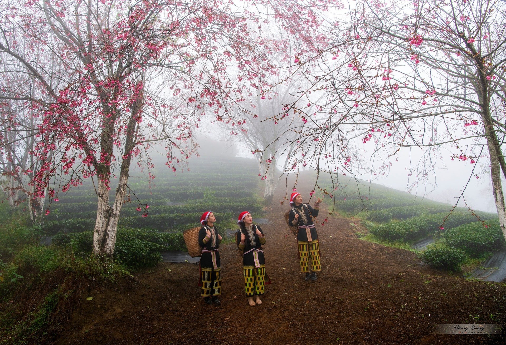 Den siste kirsebærblomstringssesongen blomstrer på O Long-tehøyden i Sa Pa - 3