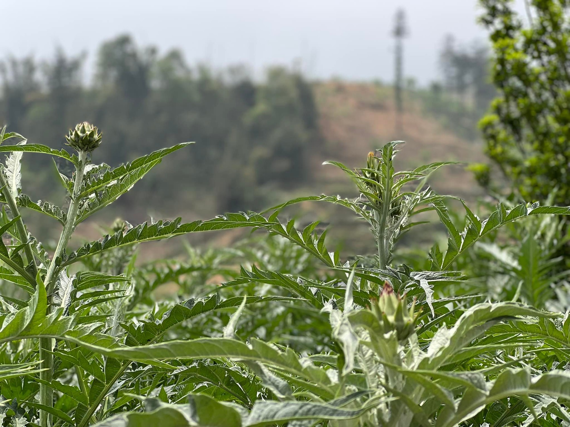 Atiso - “cây xóa nghèo” giúp nhiều hộ dân Sa Pa nâng cao thu nhập, ổn định đời sống - Ảnh 1.