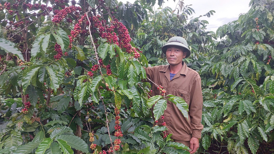 ca-phe-la-mat-hang-nong-san-chu-luc-xuat-khau-cua-gia-lai.jpg