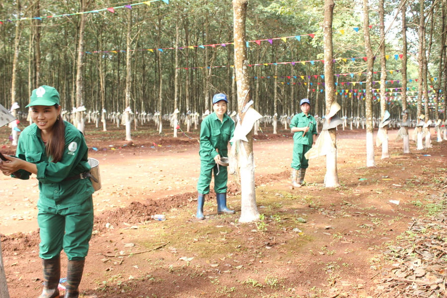 cao-su-la-mat-hang-xuat-khau-chu-luc.jpg