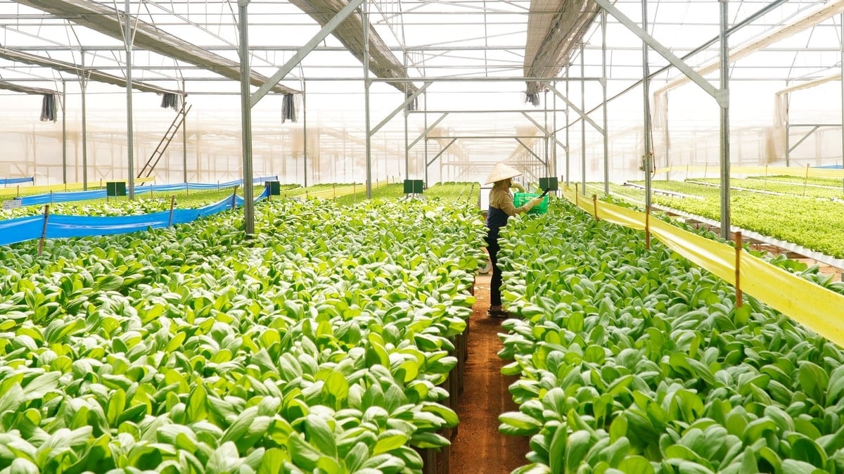 Agricultura urbană nu numai că contribuie la asigurarea securității alimentare la fața locului în megaorașe, ci vizează și multiple obiective legate de mediu, mijloacele de trai ale oamenilor, comerțul și ecoturismul. Foto: Le Binh. Nông nghiệp đô thị không chỉ góp phần đảm bảo an ninh lương thực tại chỗ cho các siêu đô thị mà còn hướng tới đa mục tiêu về môi trường, dân sinh, thương mại và du lịch sinh thái. Ảnh: Lê Bình.