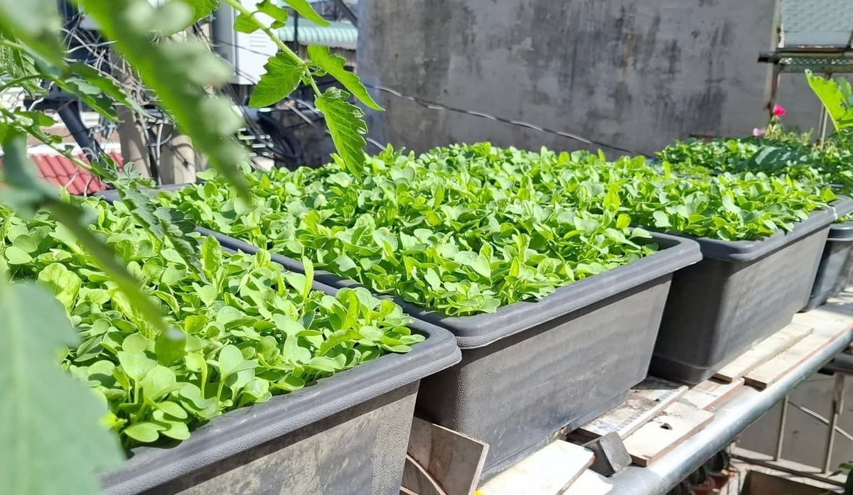 Utilizarea spațiilor goale de pe acoperișuri, birouri și balcoane pentru cultivarea legumelor nu numai că optimizează fondul funciar din ce în ce mai restrâns, dar rezolvă și problema deșeurilor alimentare și organice zilnice. Foto: Le Binh. Việc tận dụng các khoảng trống trên các mái nhà, công sở, ban công để trồng rau không chỉ tối ưu quỹ đất ngày càng thu hẹp mà còn giải quyết được vấn đề lương thực và chất thải hữu cơ hàng ngày. Ảnh: Lê Bình.