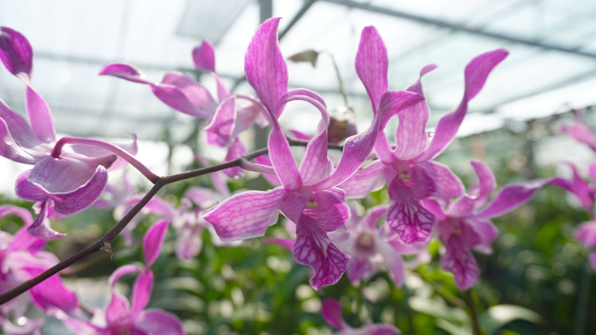 Agricultura urbană a devenit unul dintre punctele forte ale orașului Ho Și Min în ultimii ani. Cu toate acestea, această direcție trebuie extinsă și implementată într-un mod mai sistematic, mai aprofundat și mai cuprinzător. Foto: Le Binh. Nông nghiệp đô thị trở thành một trong những điểm sáng của TP.HCM trong nhiều năm qua. Tuy nhiên, định hướng này cần được mở rộng và triển khai bài bản, sâu rộng và tổng thể hơn. Ảnh: Lê Bình.