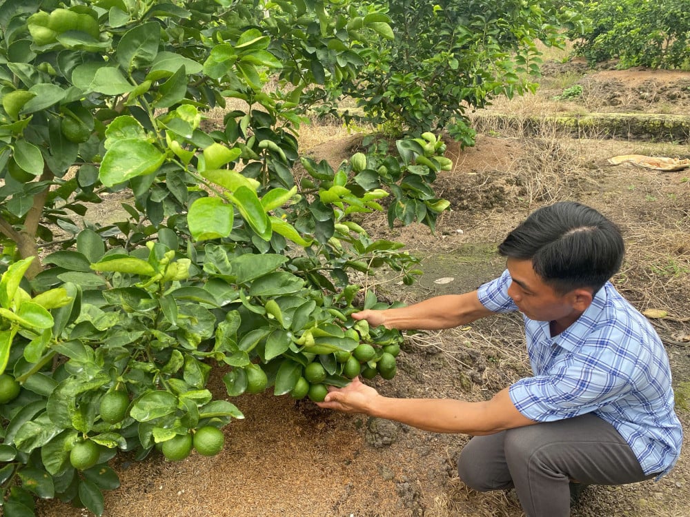 Розробка сировинних районів, що відповідають стандартам GAP.