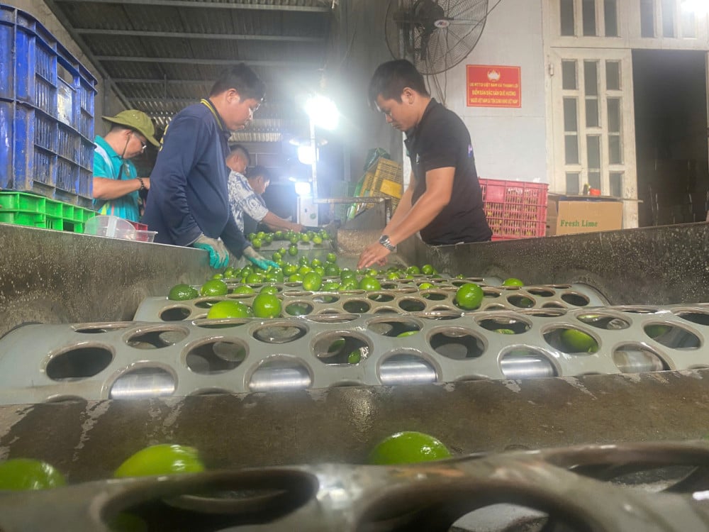 Розробка сировинних районів, що відповідають стандартам GAP.