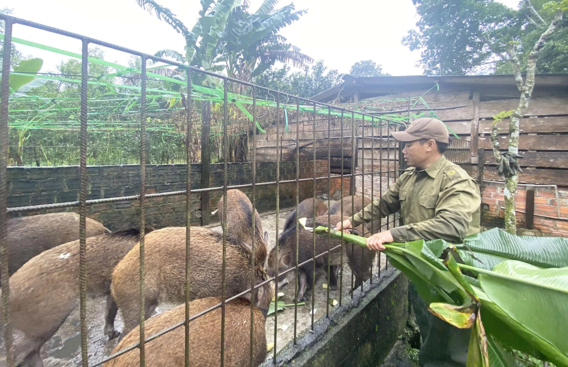 Pan Dinh Huu Thiem z wioski Kien Trinh, w której prowadzi się hodowlę dzików, osiąga dochód przekraczający 300 milionów VND rocznie – zdjęcie: H.C.