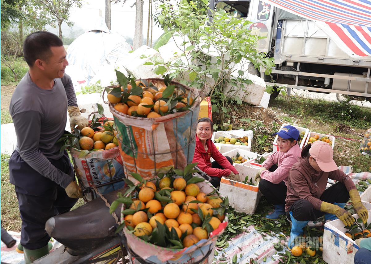 ون این میں باغات کے مالک سنتری کی کٹائی میں مصروف ہیں۔