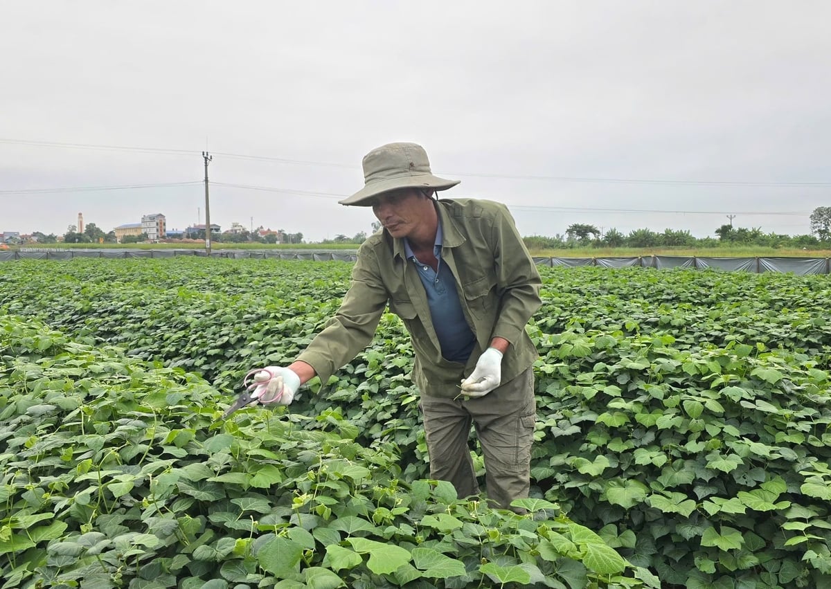 Ông Nguyễn Văn Trang đang cắt ngọn lần 2 cho 3 sào trồng củ đậu của gia đình trên cánh đồng Tam Kỳ. Ảnh: Đinh Mười.